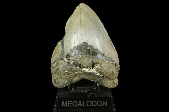 Massive, Fossil Megalodon Tooth - North Carolina #158240
